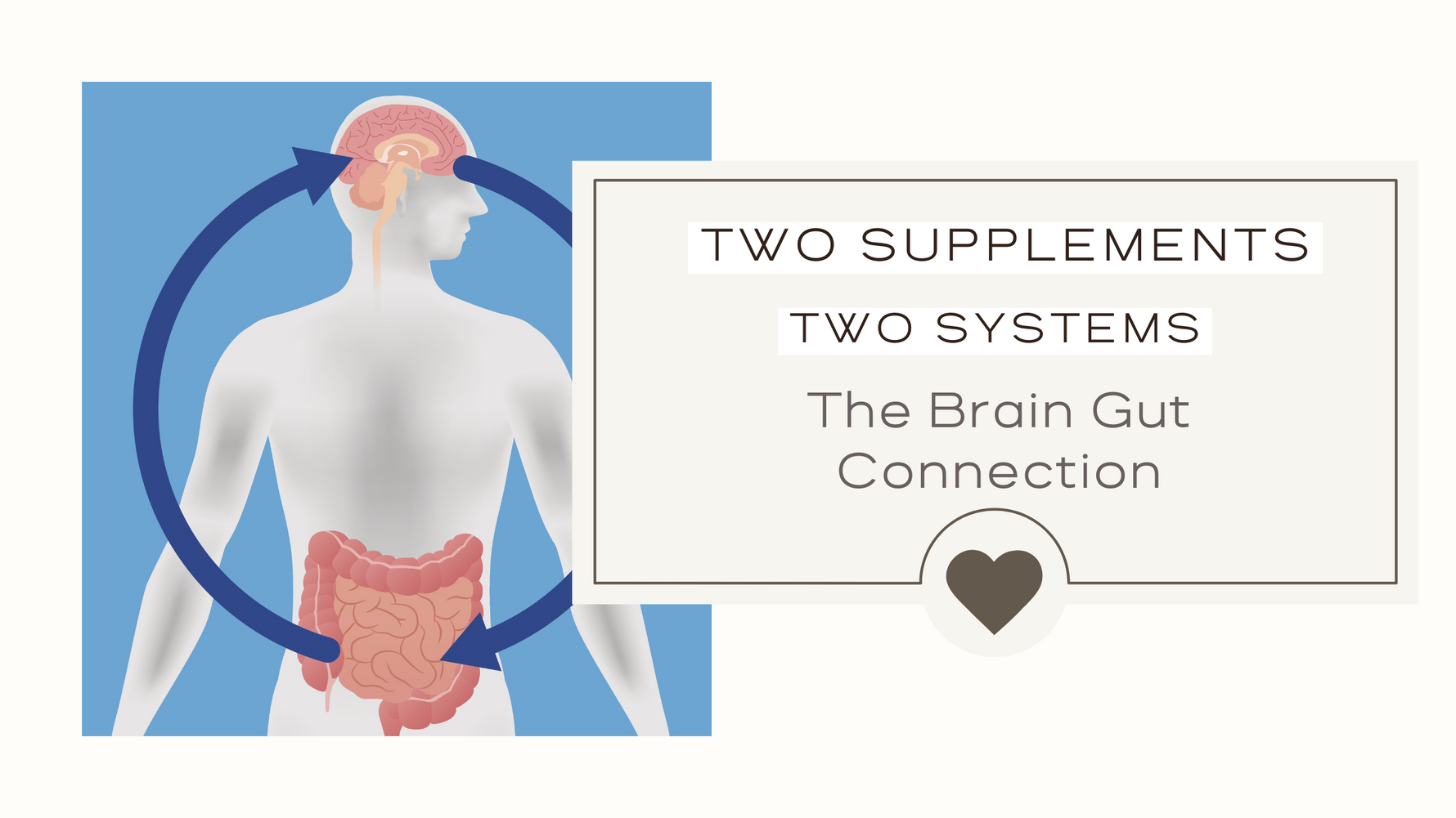 Two Supplements, Two Systems: The Brain Gut Connection